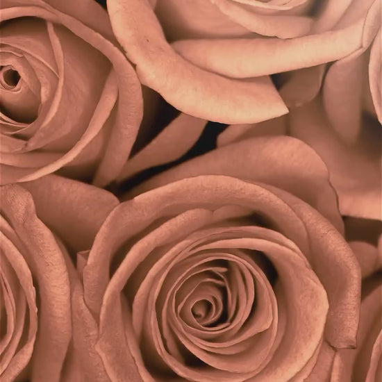 Parfüm Dubai Privé Rose