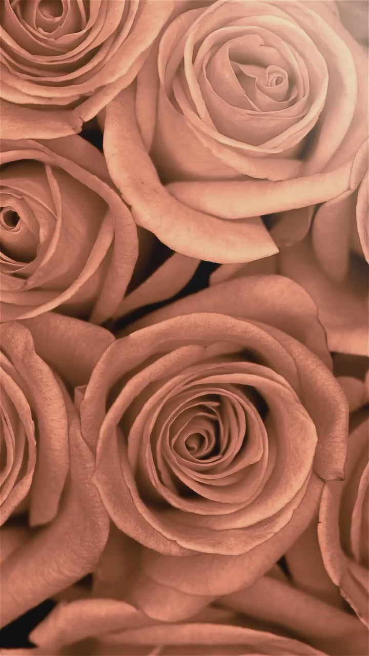 Parfüm Dubai Privé Rose